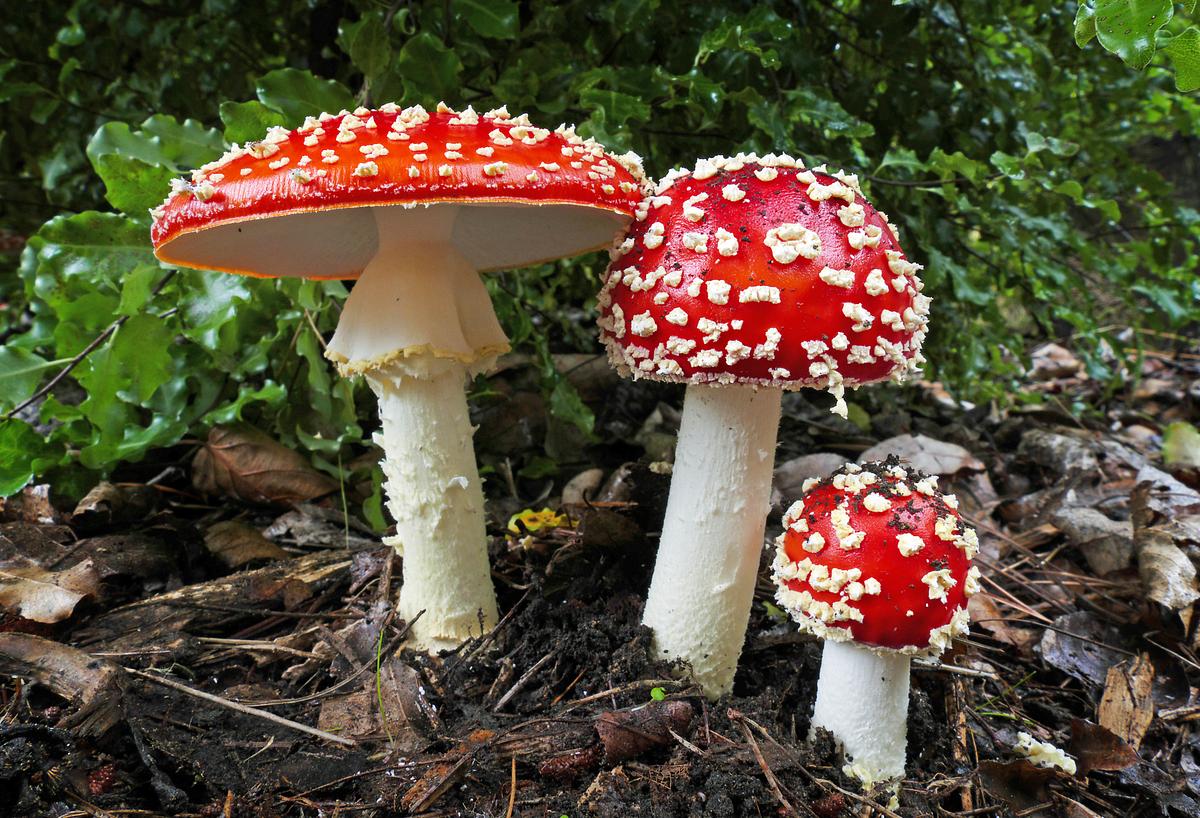 Мухомор красный (Amanita muscaria)