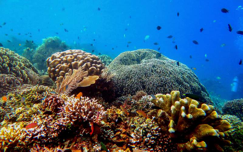 Great Barrier Reef Coral