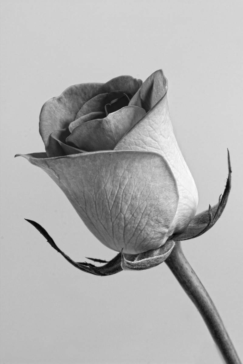 Black And White Flower Images | Free Photos, PNG Stickers ...