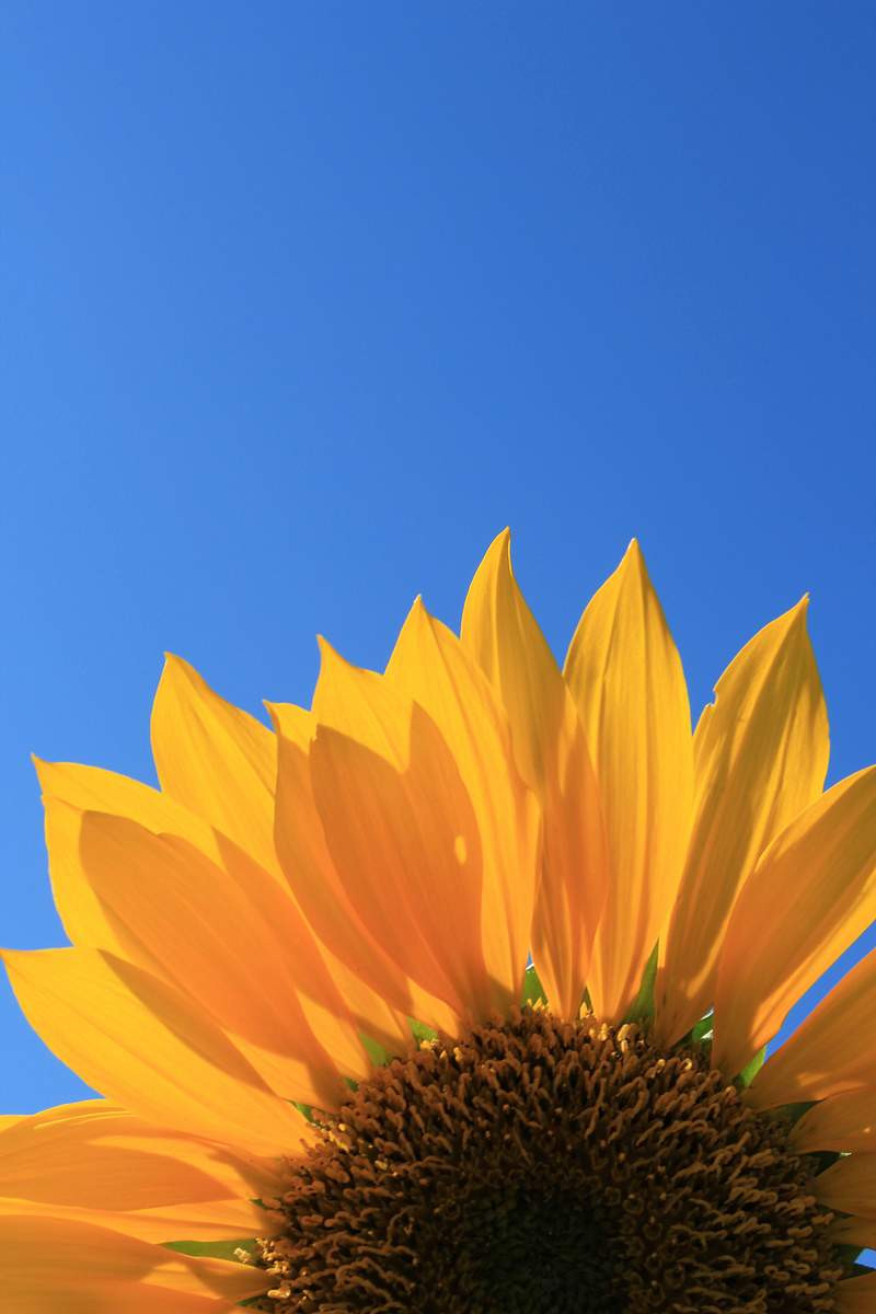 Sunflower Images | Free HD Backgrounds, PNGs, Vector Graphics,  Illustrations & Templates - rawpixel