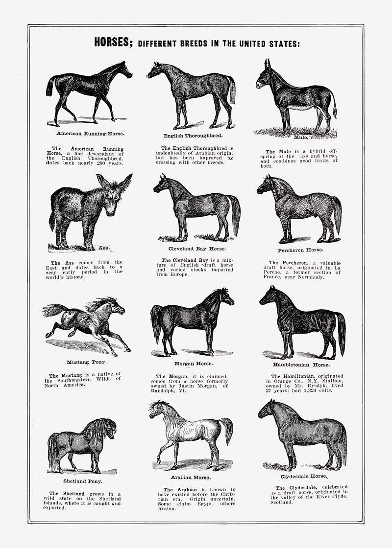 Public Domain Horse Images | Free CC0 Art, Vintage Illustrations &  Paintings - rawpixel
