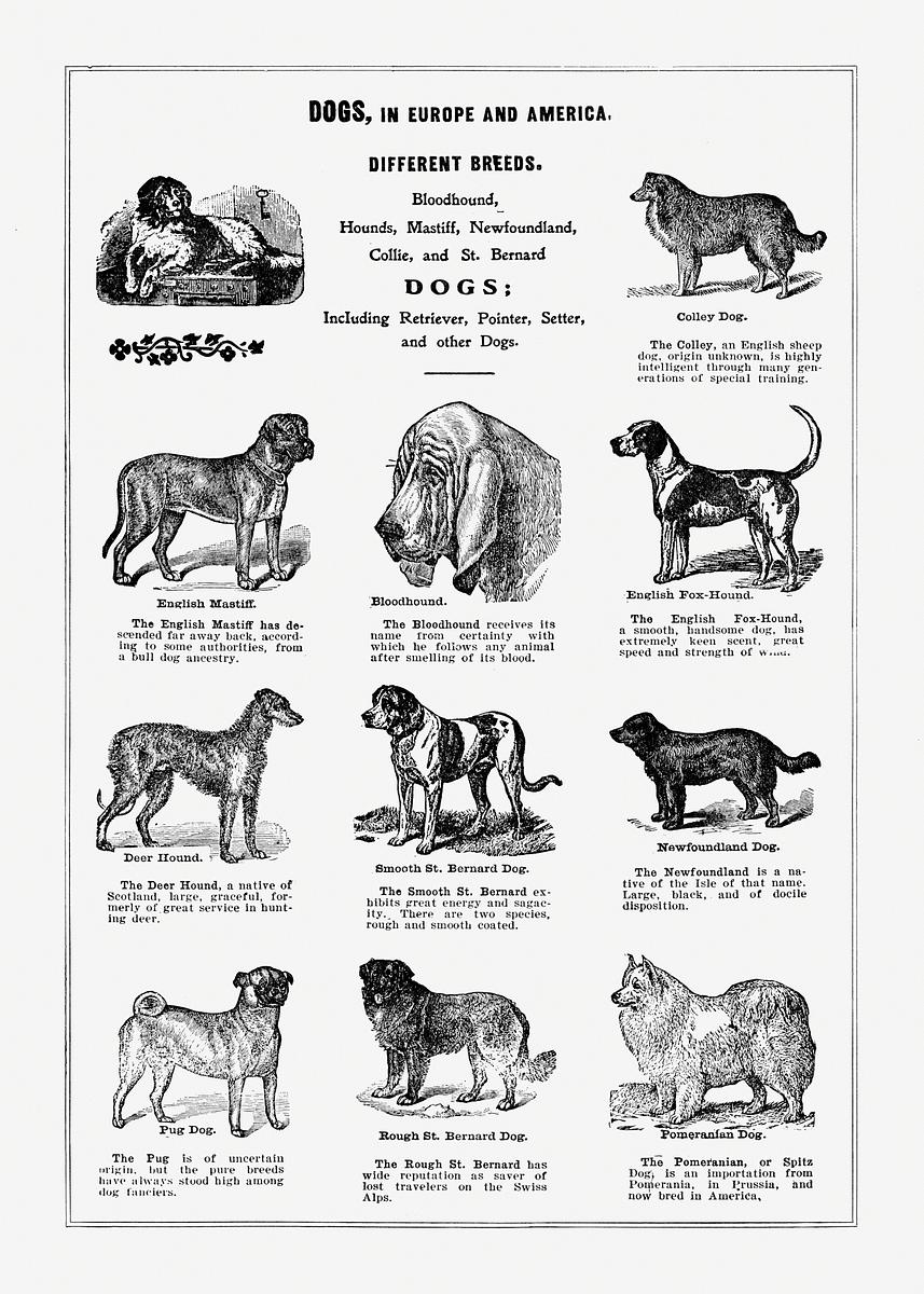Dog Breeds Images | Free Photos, PNG Stickers, Wallpapers ...