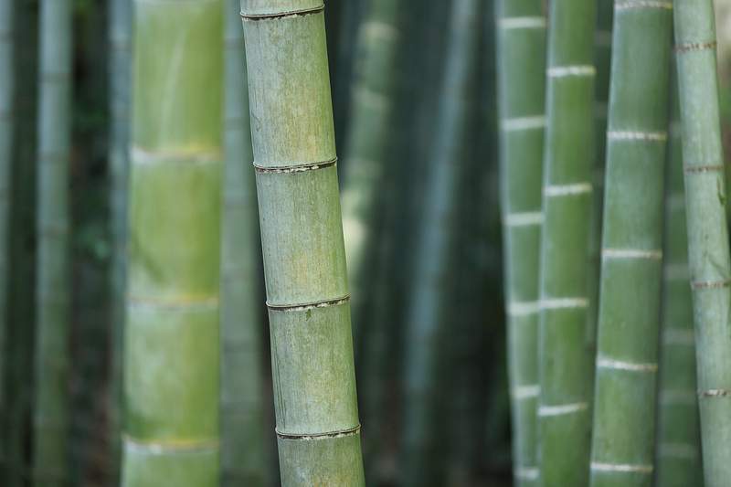 Bamboo Images | Free Photos, PNG Stickers, Wallpapers & Backgrounds -  rawpixel