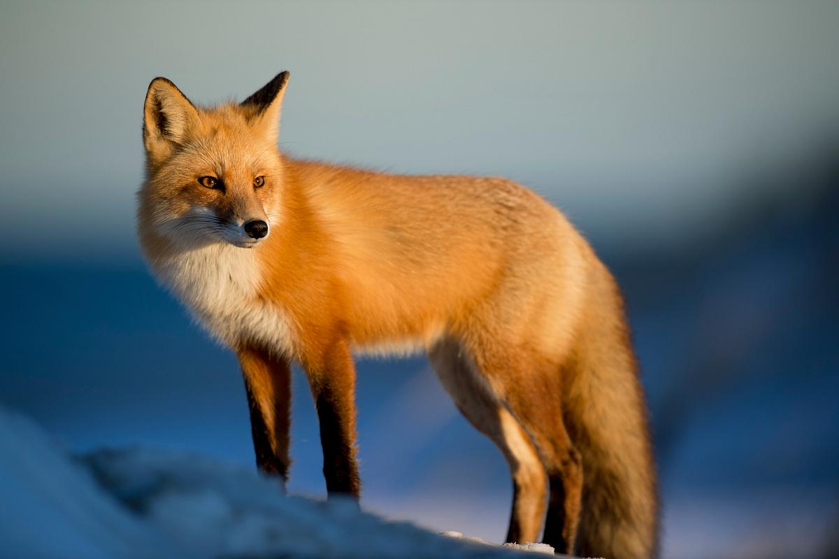 Fox Images | Free HD Backgrounds, PNGs, Vectors & Illustrations ...