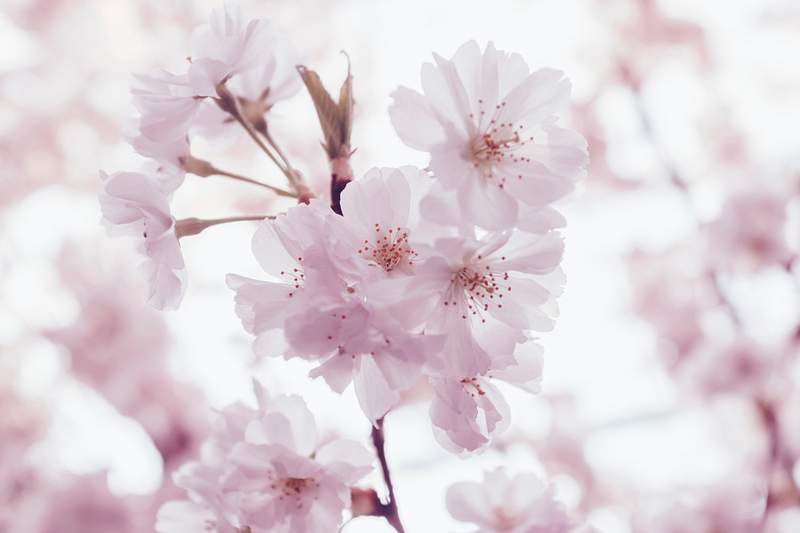 Cherry Blossom Images | Free HD Backgrounds, PNGs, Vector Graphics,  Illustrations & Templates - rawpixel