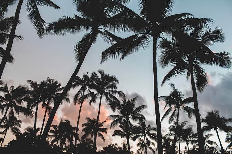 Palm Tree Images | Free HD Backgrounds, PNGs, Vectors & Templates - rawpixel Palm Tree Images | Free HD Backgrounds, PNGs, Vectors & Templates - rawpixel