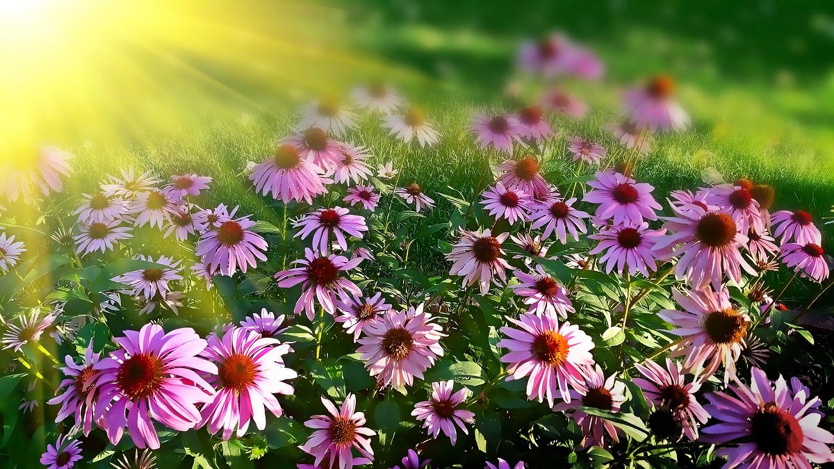 Aster Desktop Wallpaper Images | Free Photos, PNG Stickers, Wallpapers