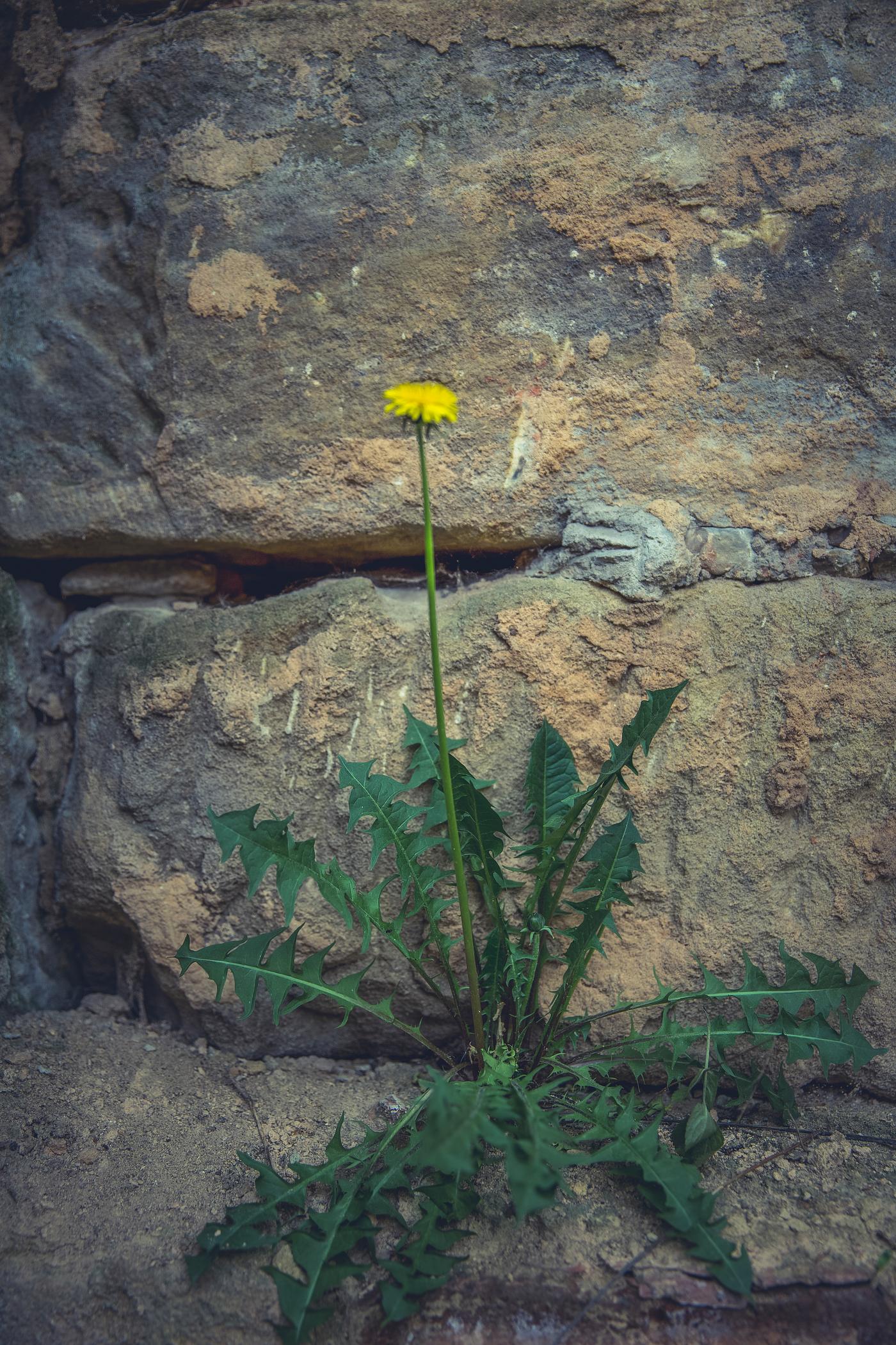 Dandelion growing on a wall Dandelion growing on a wall