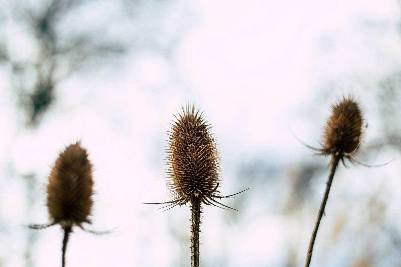 Dried thistle in Erlanger, Germany Dried thistle in Erlanger, Germany