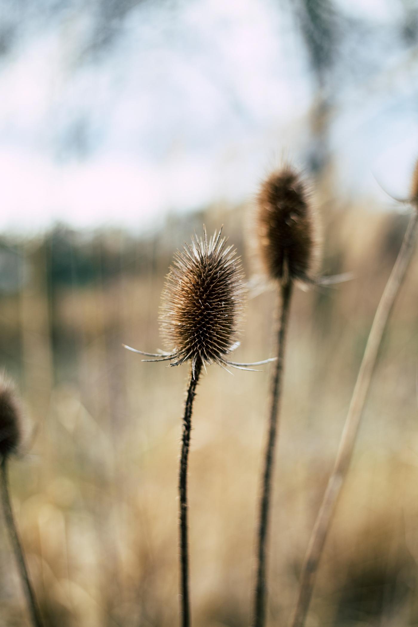 Dried thistle in Erlanger, Germany Dried thistle in Erlanger, Germany