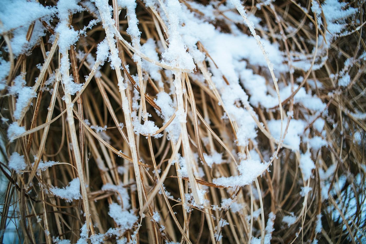 Snow on dry grass Snow on dry grass
