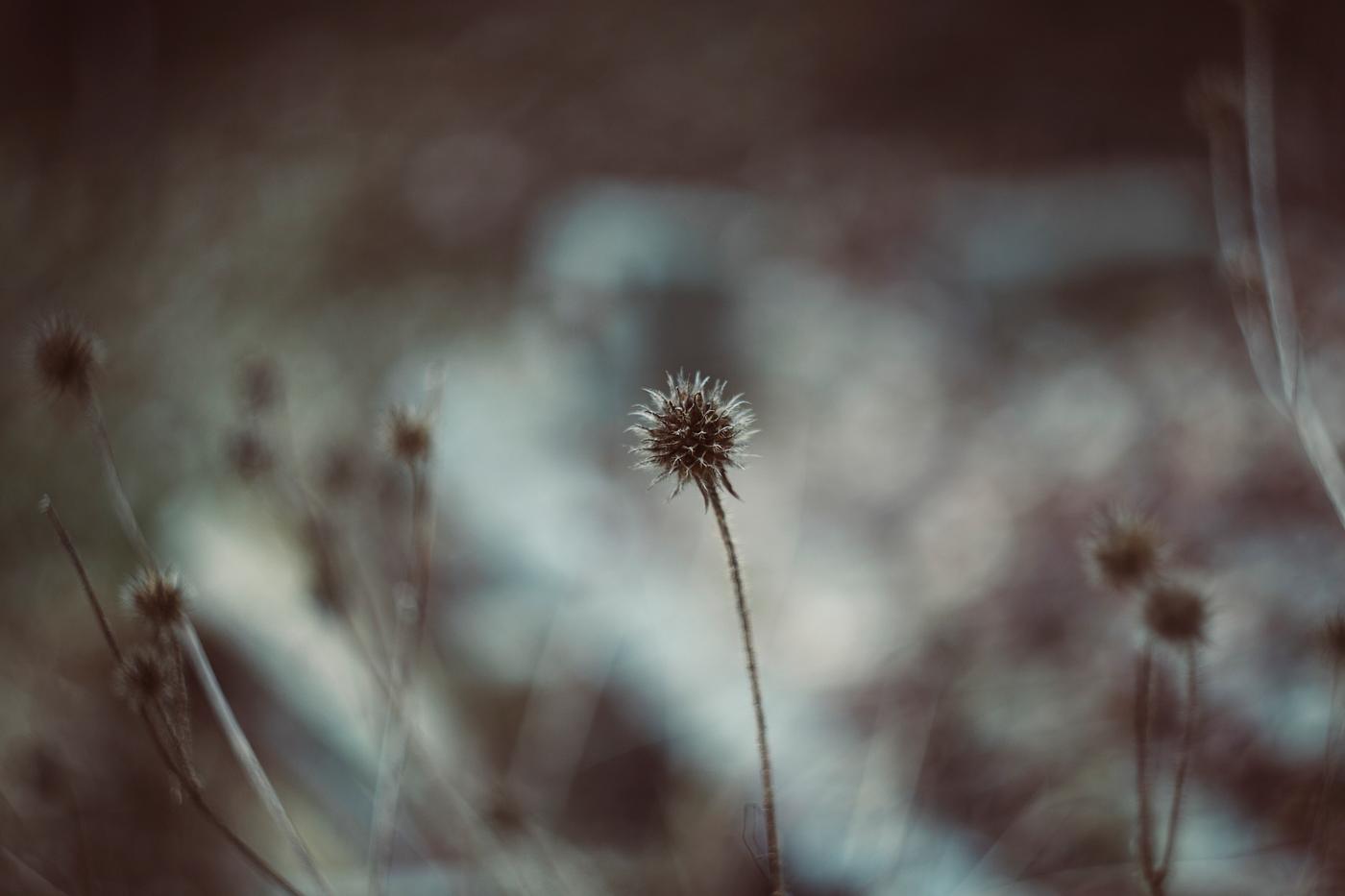 Dried thistle in Erlanger, Germany Dried thistle in Erlanger, Germany