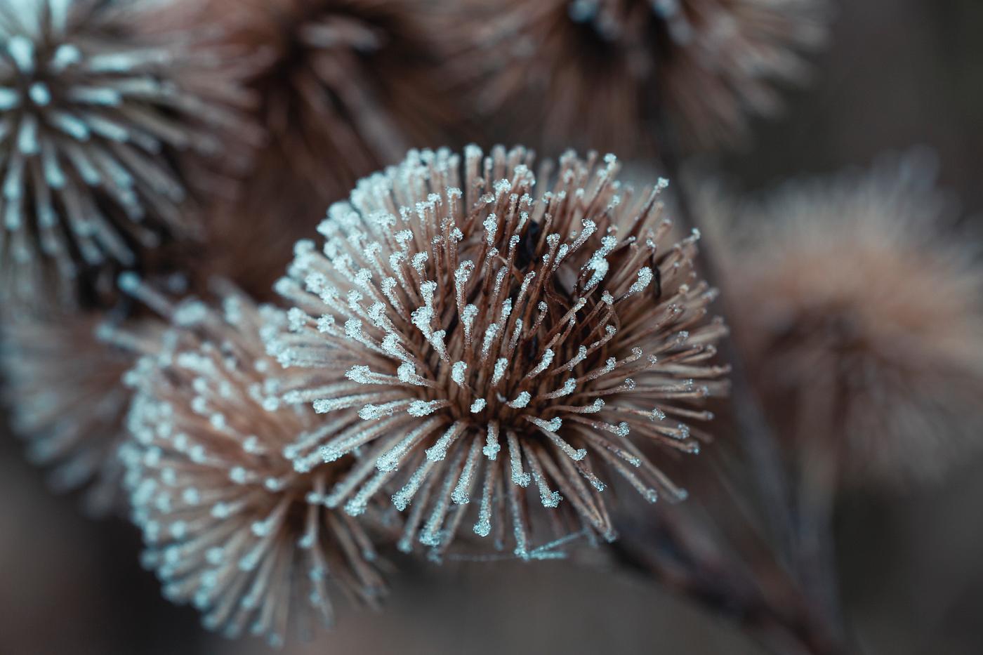 Dried globe thistle Dried globe thistle