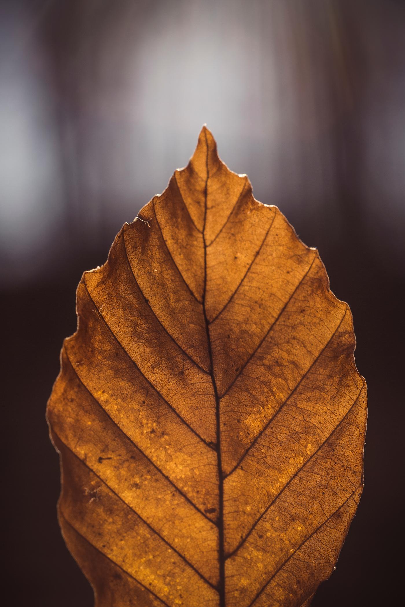 Yellow elm leaf Yellow elm leaf