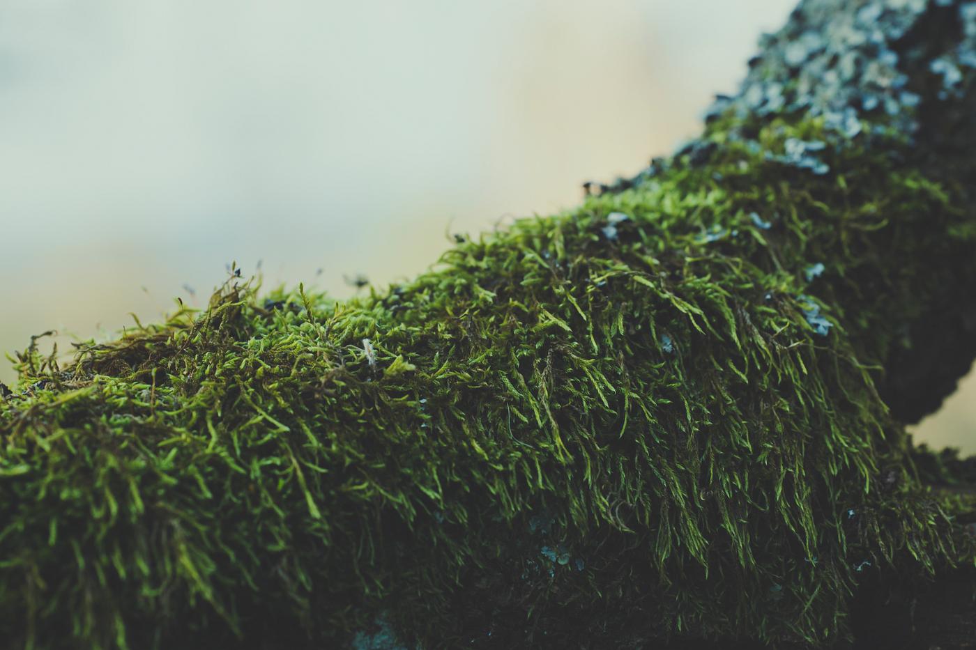 Moss on a branch Moss on a branch