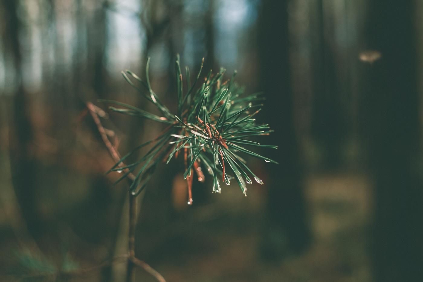 Pine leaves Pine leaves