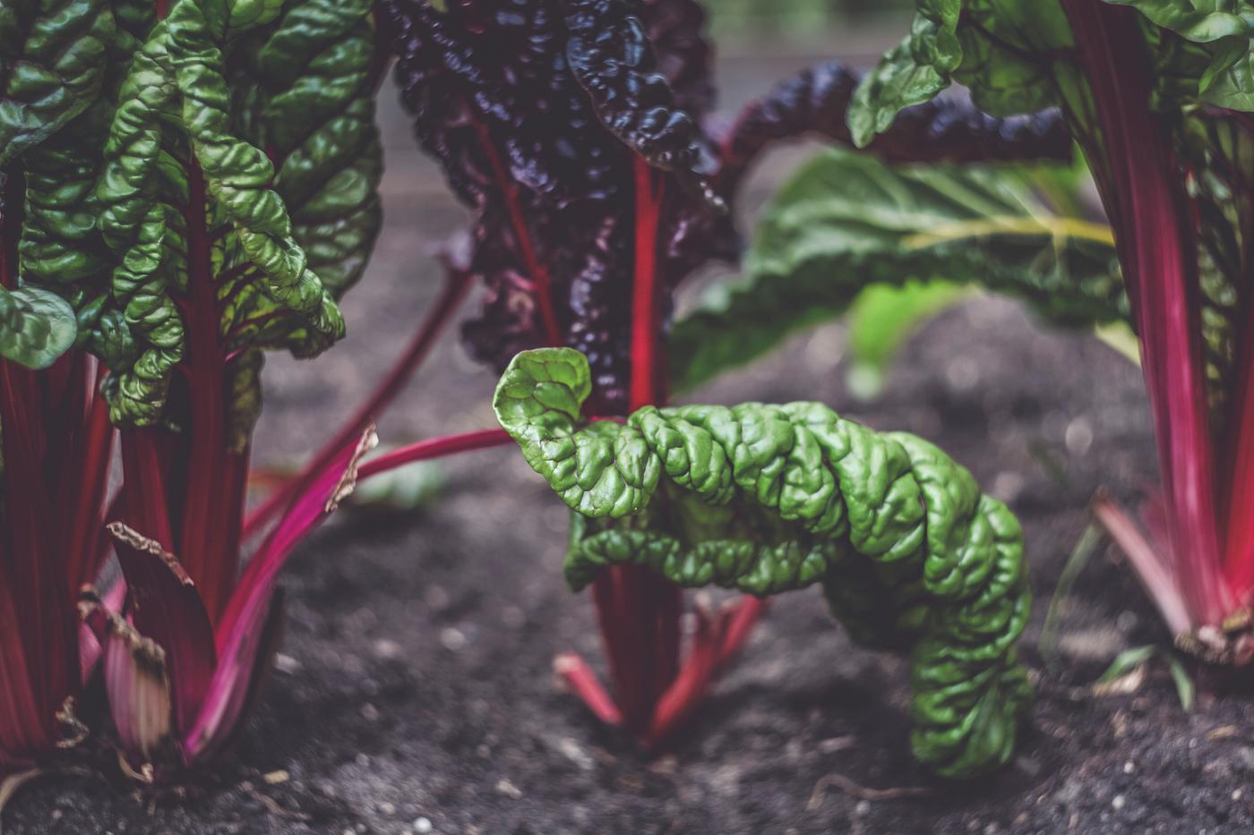 Close up of swiss chard Close up of swiss chard