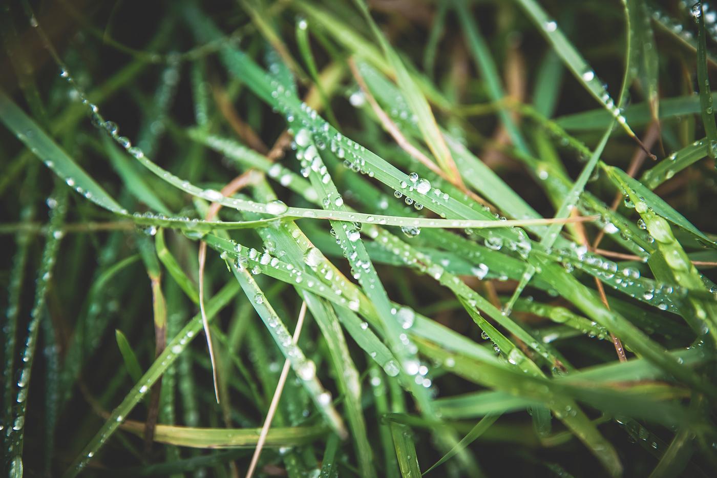 Close up of wet grass Close up of wet grass