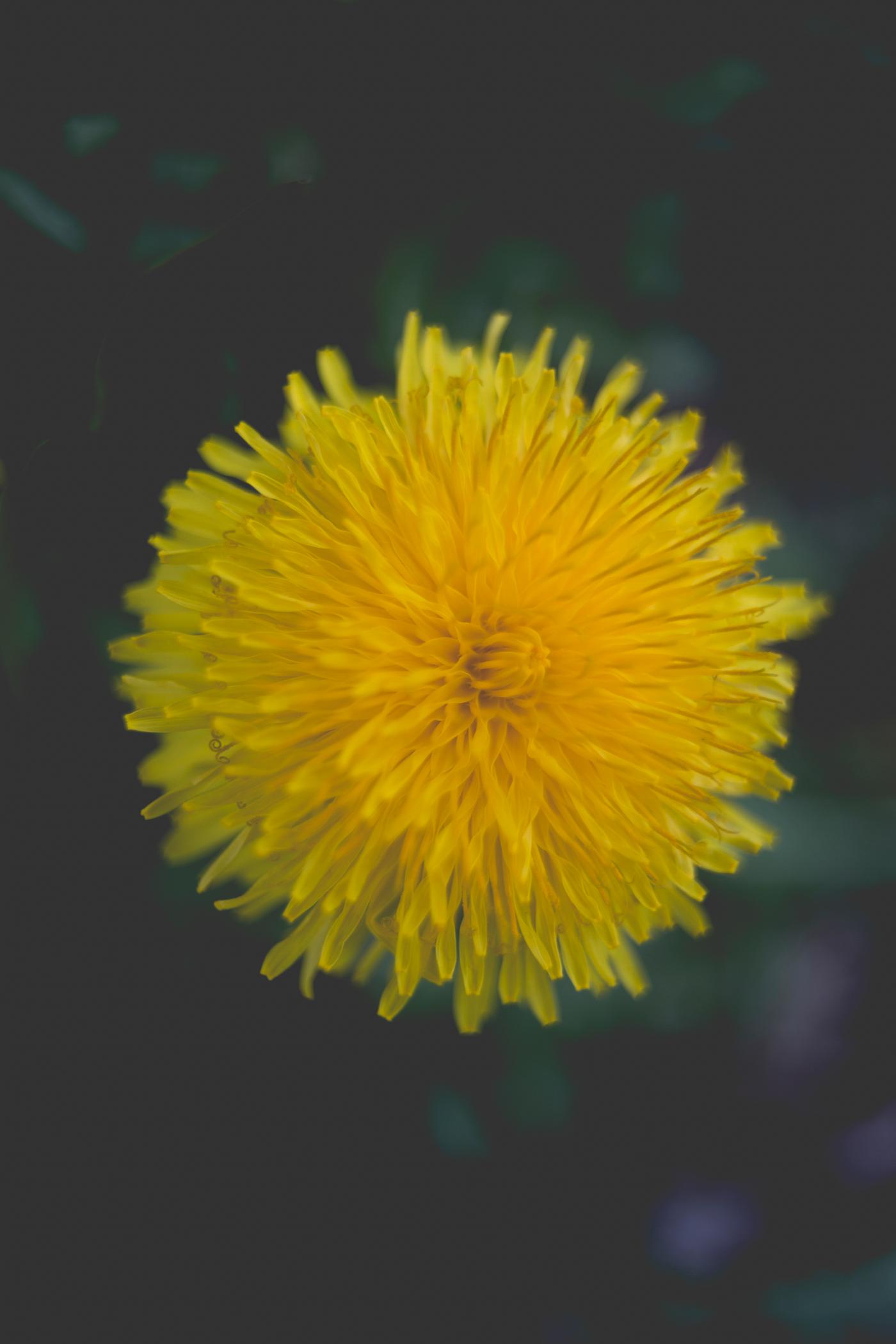 Close up of a Dandelion Close up of a Dandelion