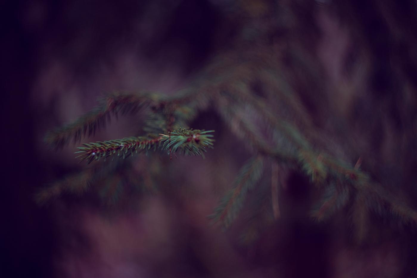 Pine leaves Pine leaves