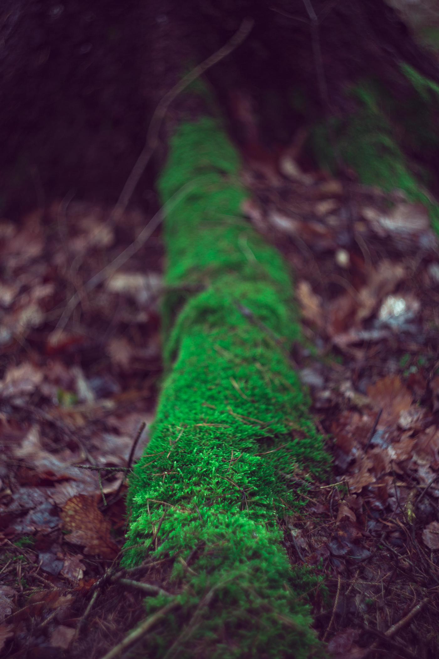 Moss growing on a log Moss growing on a log