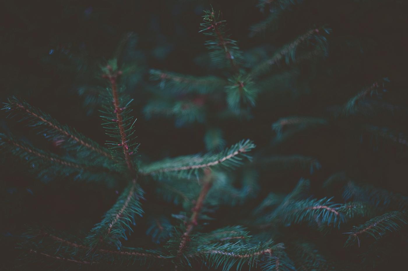 Tree pine leaves Tree pine leaves