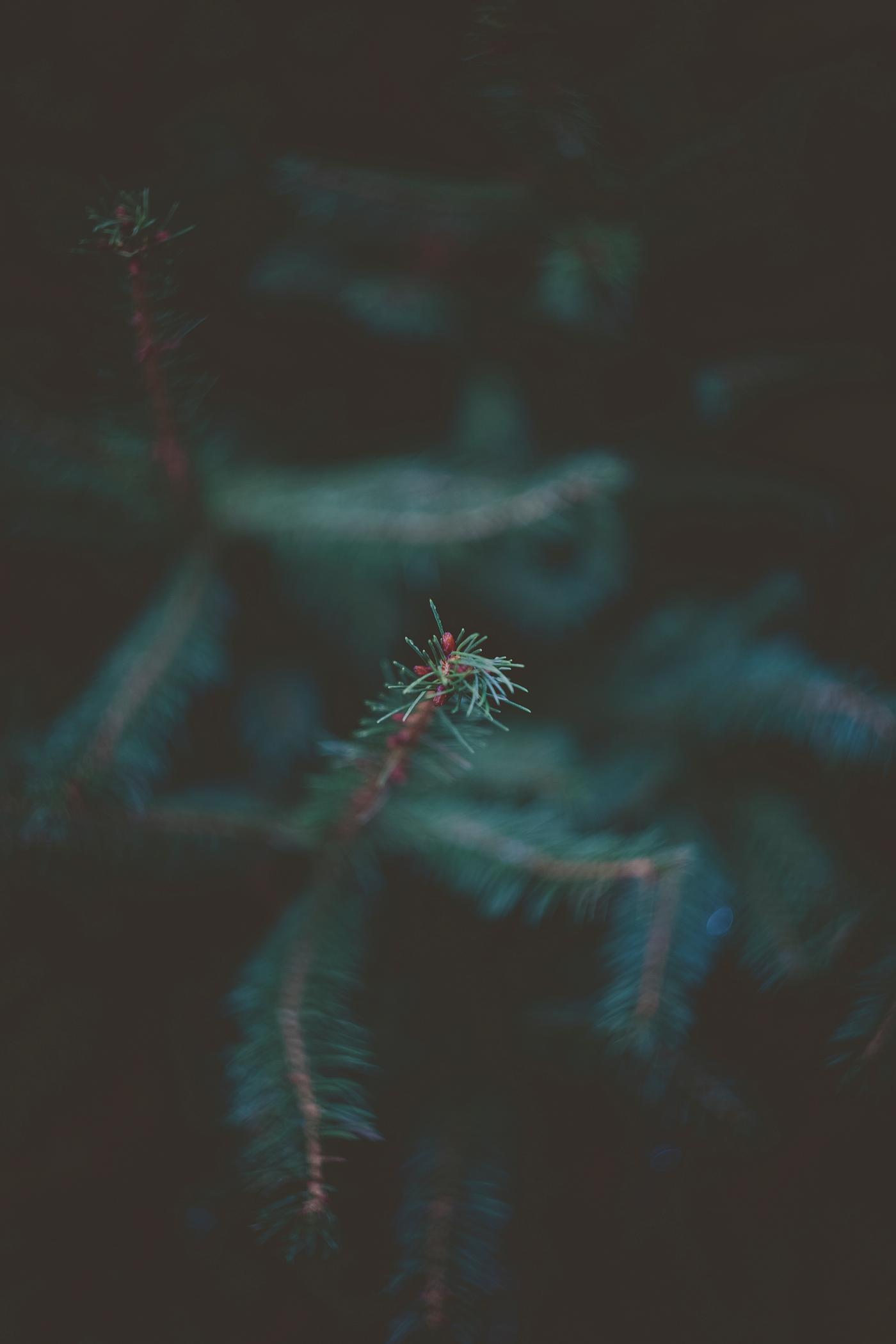 Pine leaves Pine leaves