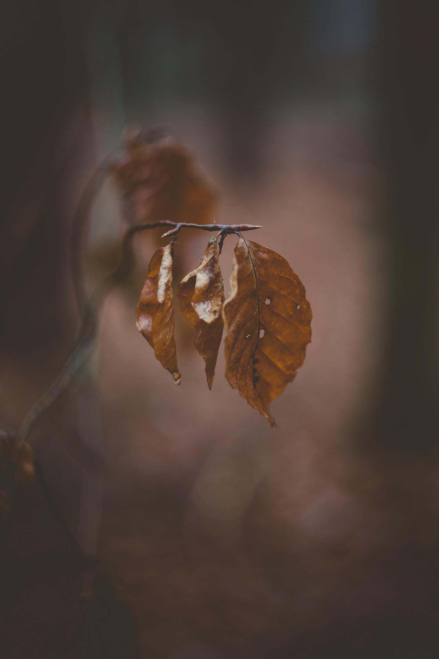 Dried leaves on a branch Dried leaves on a branch