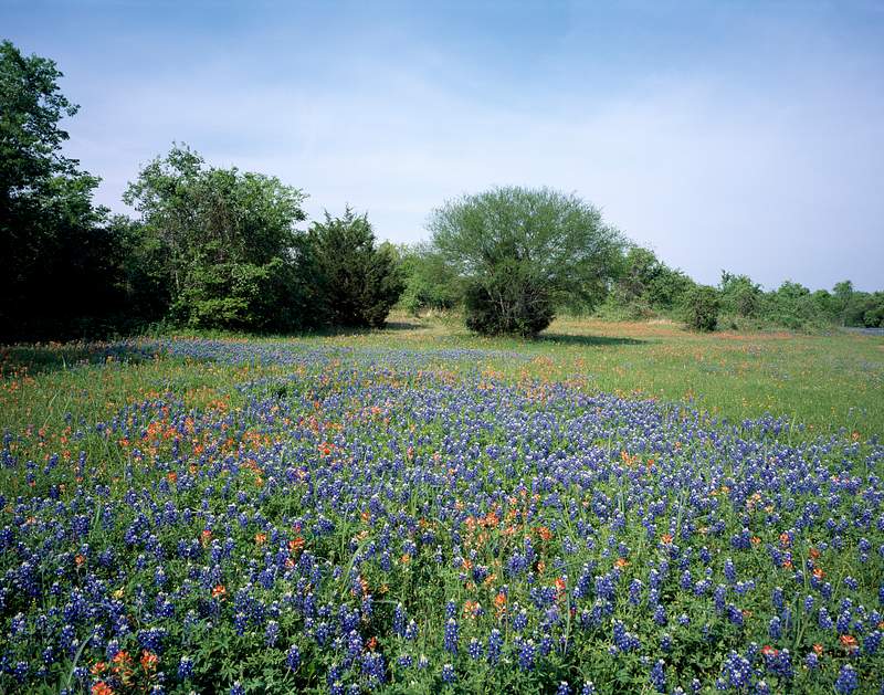 Carol M. Highsmith’s Texas Photograph | Free public domain photo Texas is famous for, and even more proud of, its bluebonnet fields, which come to life each spring in the Hill Country. This…