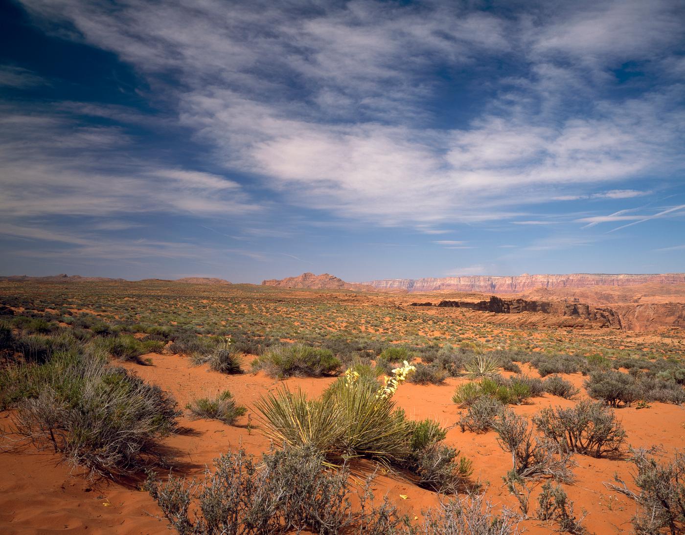 Wildflowers in the harsh Arizona desert, near Yuma. Original image from Carol M. Highsmith’s America, Library of... Wildflowers in the harsh Arizona desert, near Yuma. Original image from Carol M. Highsmith’s America, Library of...