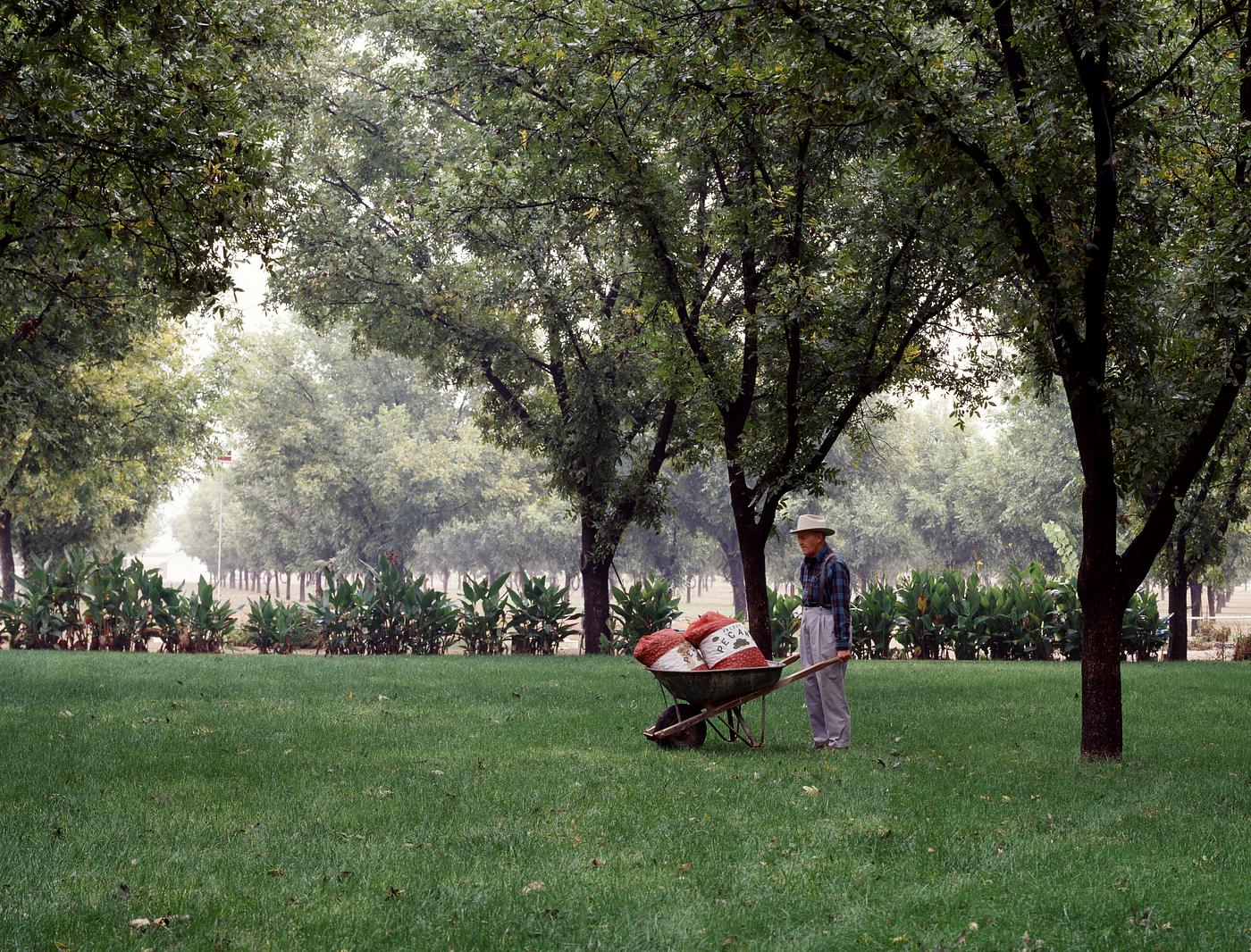 Carol M. Highsmith’s Texas Photograph Results of a bountiful pecan harvest in North Texas. Original image from Carol M. Highsmith’s America, Library of...