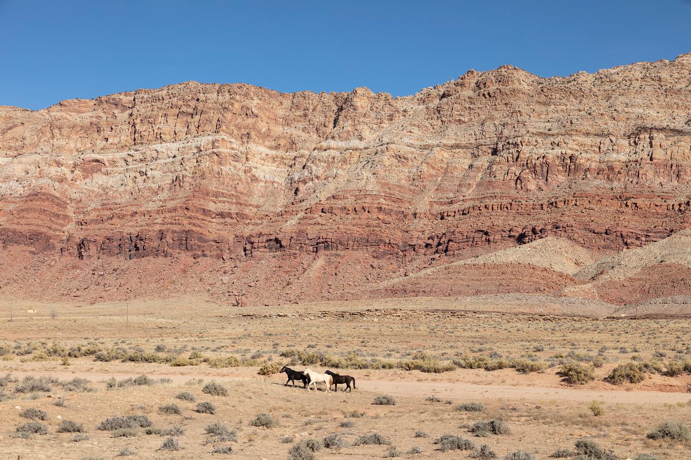 Horses running near a settlement called The Gap, on the remote Navajo Nation’s lands in far-northeastern Arizona. This... Horses running near a settlement called The Gap, on the remote Navajo Nation’s lands in far-northeastern Arizona. This...