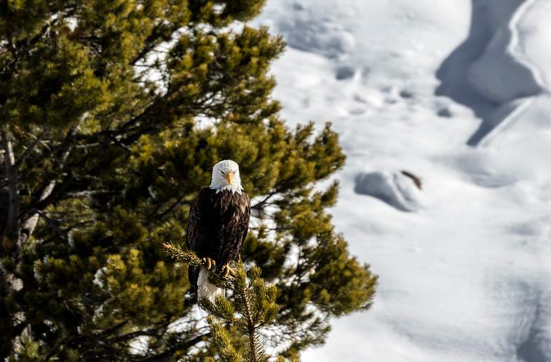 Carol M. Highsmith’s Wyoming Photograph | Free public domain photo A bald eagle, which of course is not bald at all, surveys its domain in the northernmost Wyoming reaches of Yellowstone…