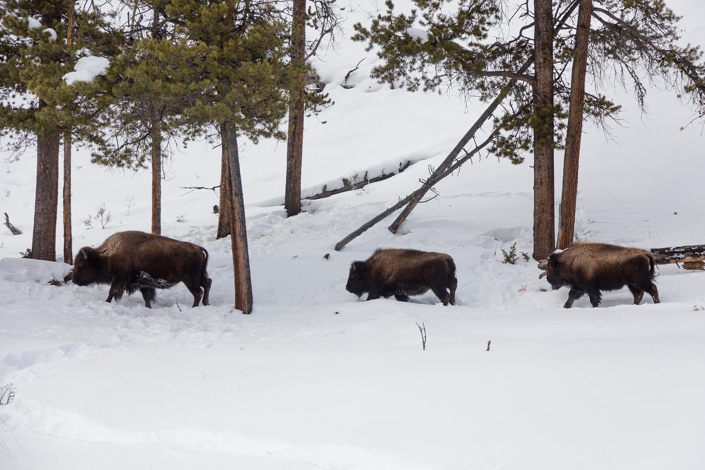 Buffaloes, or American bison, trudge through the snow in the northernmost Wyoming reaches of Yellowstone National Park.... Buffaloes, or American bison, trudge through the snow in the northernmost Wyoming reaches of Yellowstone National Park....