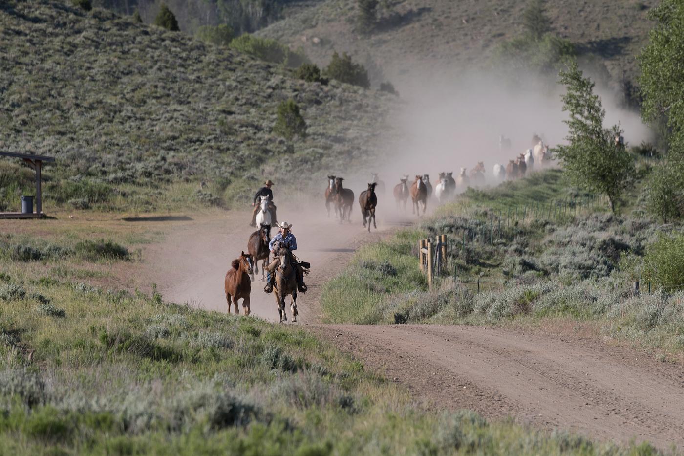 Cowhands make sure horses head for the corral in the daily "jingle", or roundup, at the A Bar A guest ranch near... Cowhands make sure horses head for the corral in the daily "jingle", or roundup, at the A Bar A guest ranch near...