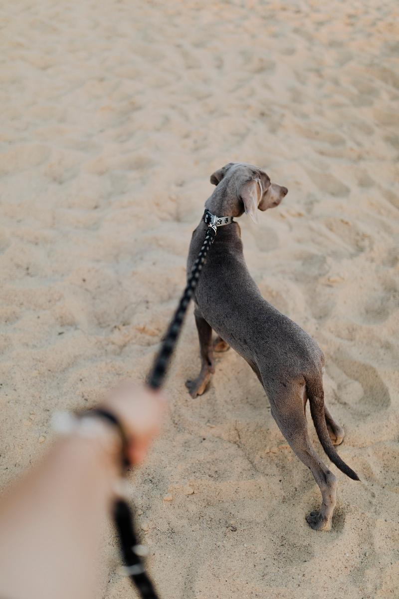 Download Dog Leash Images Free Vectors Pngs Mockups Backgrounds Rawpixel