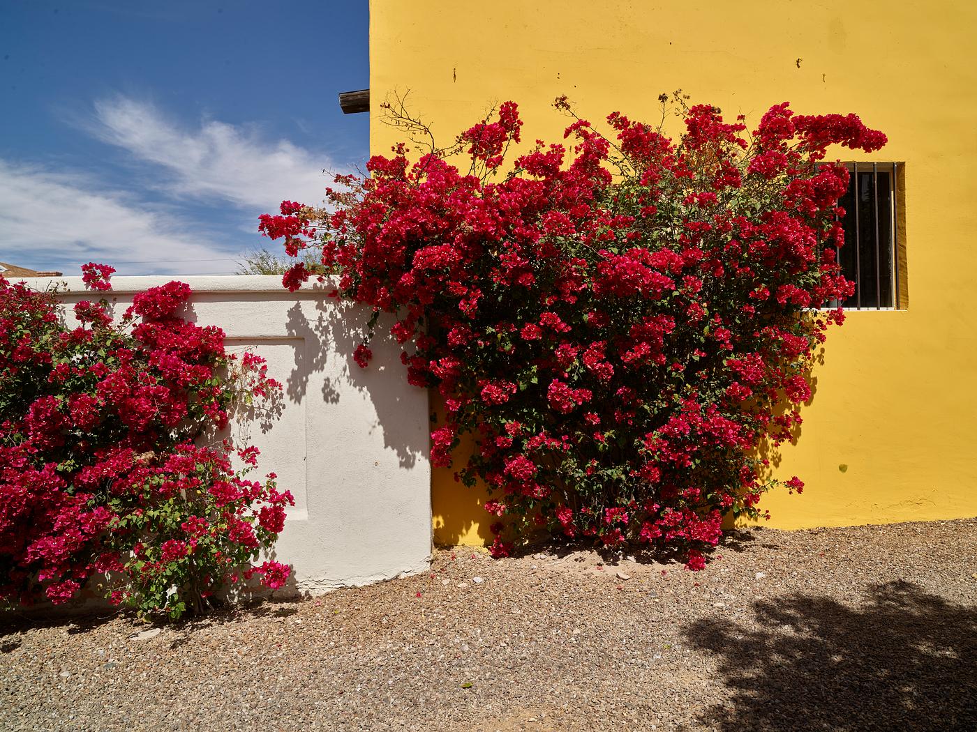 Carol M. Highsmith’s Arizona Photograph Bougainvillea explode with color outside this Tucson, Arizona, cottage, which, like many modest homes in town, turn mundane...