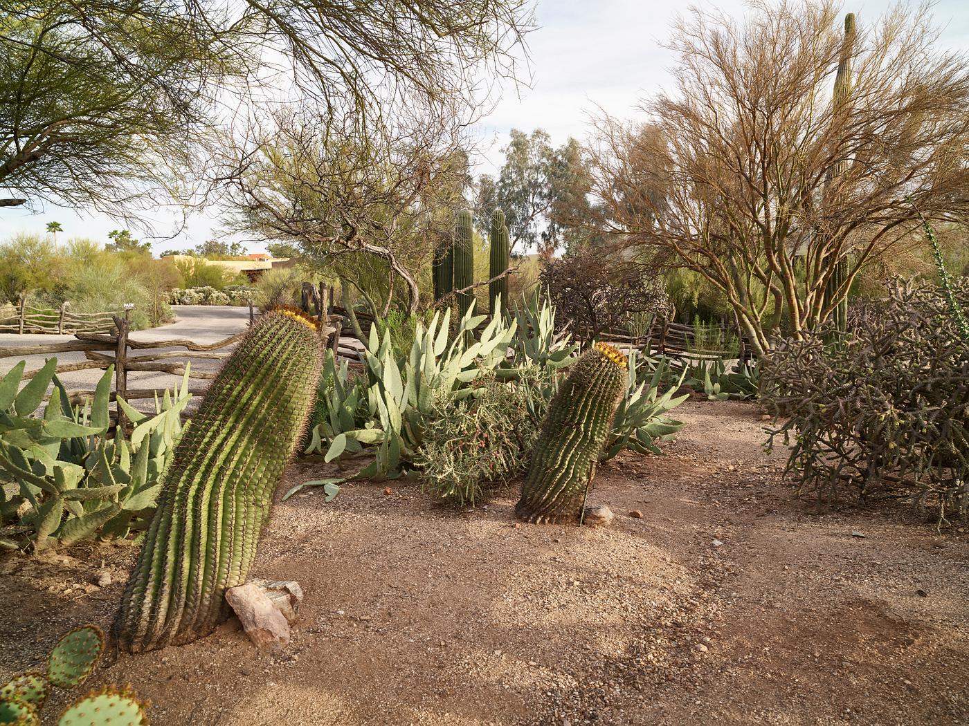 Scene at the DeGrazia Gallery in the Sun Historic District in Tucson, Arizona — the artistic manifestation and... Scene at the DeGrazia Gallery in the Sun Historic District in Tucson, Arizona — the artistic manifestation and...