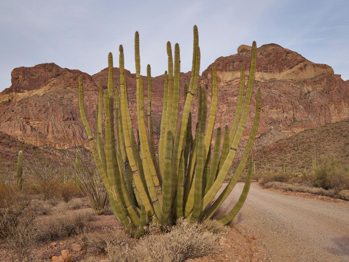 Carol M. Highsmith’s Arizona Photograph Clumps of spear-like cacti that give the park its name within Organ Pipe Cactus National Monument, a 517-square-mile reserve...