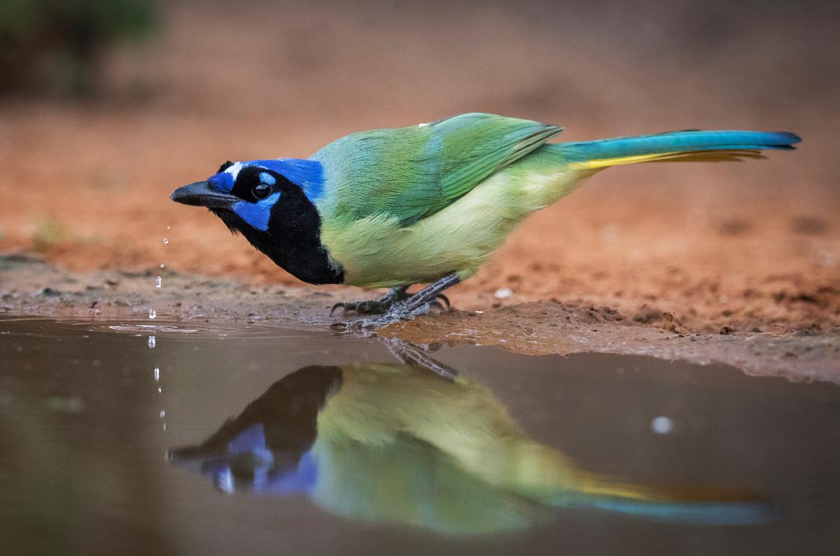Green Jay Bird At The Rio Free Photo Rawpixel Green Jay Bird At The Rio Free Photo Rawpixel