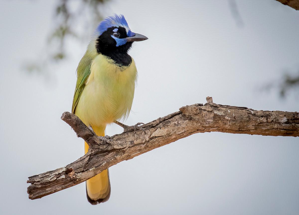 Green Jay Bird At The Rio Free Photo Rawpixel Green Jay Bird At The Rio Free Photo Rawpixel
