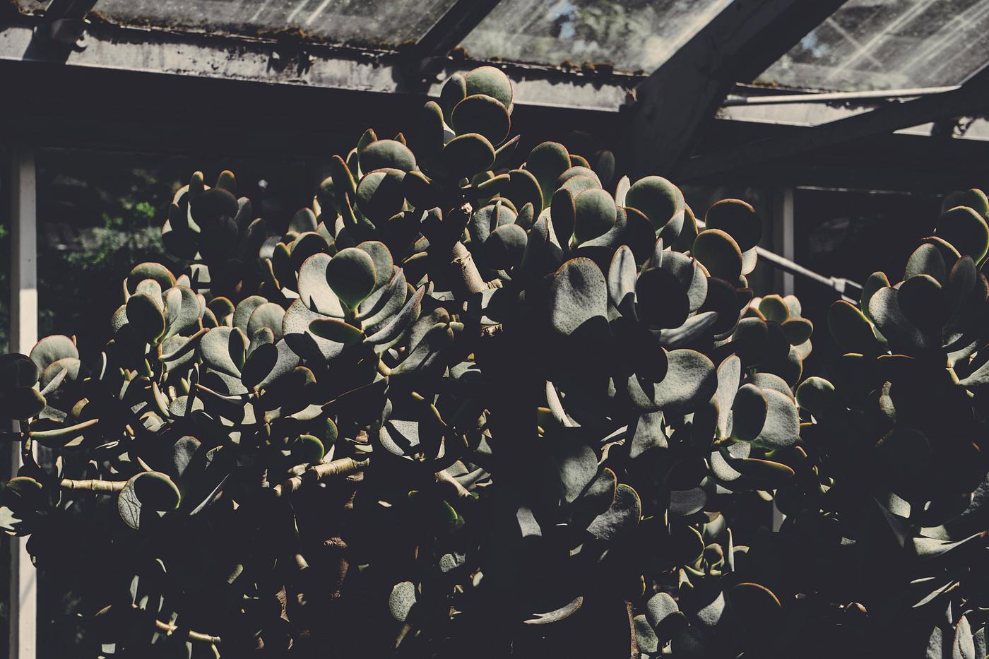 Plants in a greenhouse Plants in a greenhouse