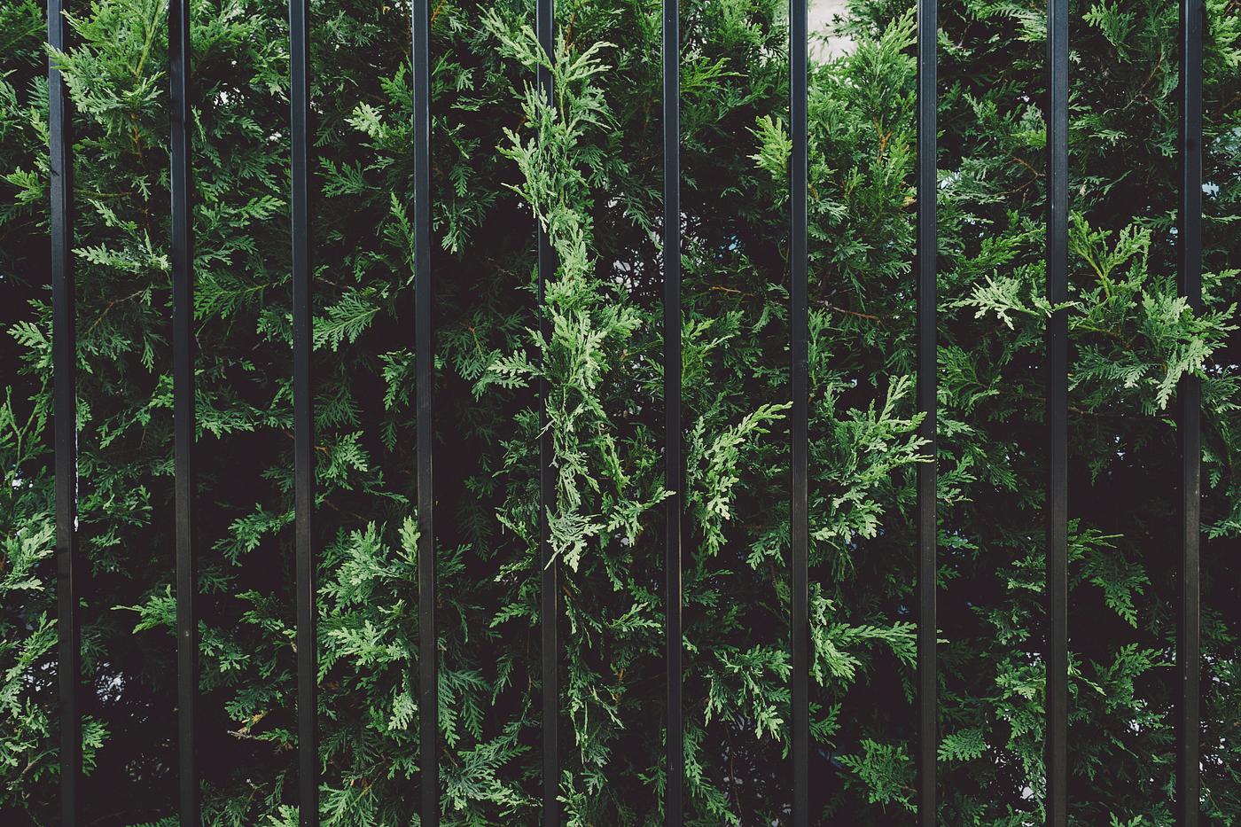Green bush by a black fence Green bush by a black fence