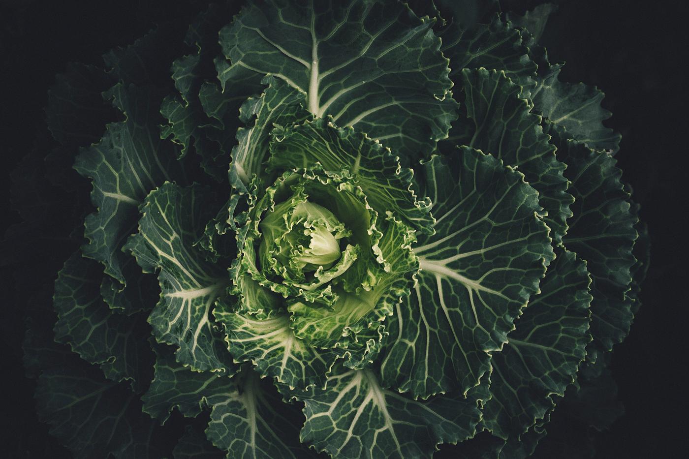 Close up of a cabbage Close up of a cabbage