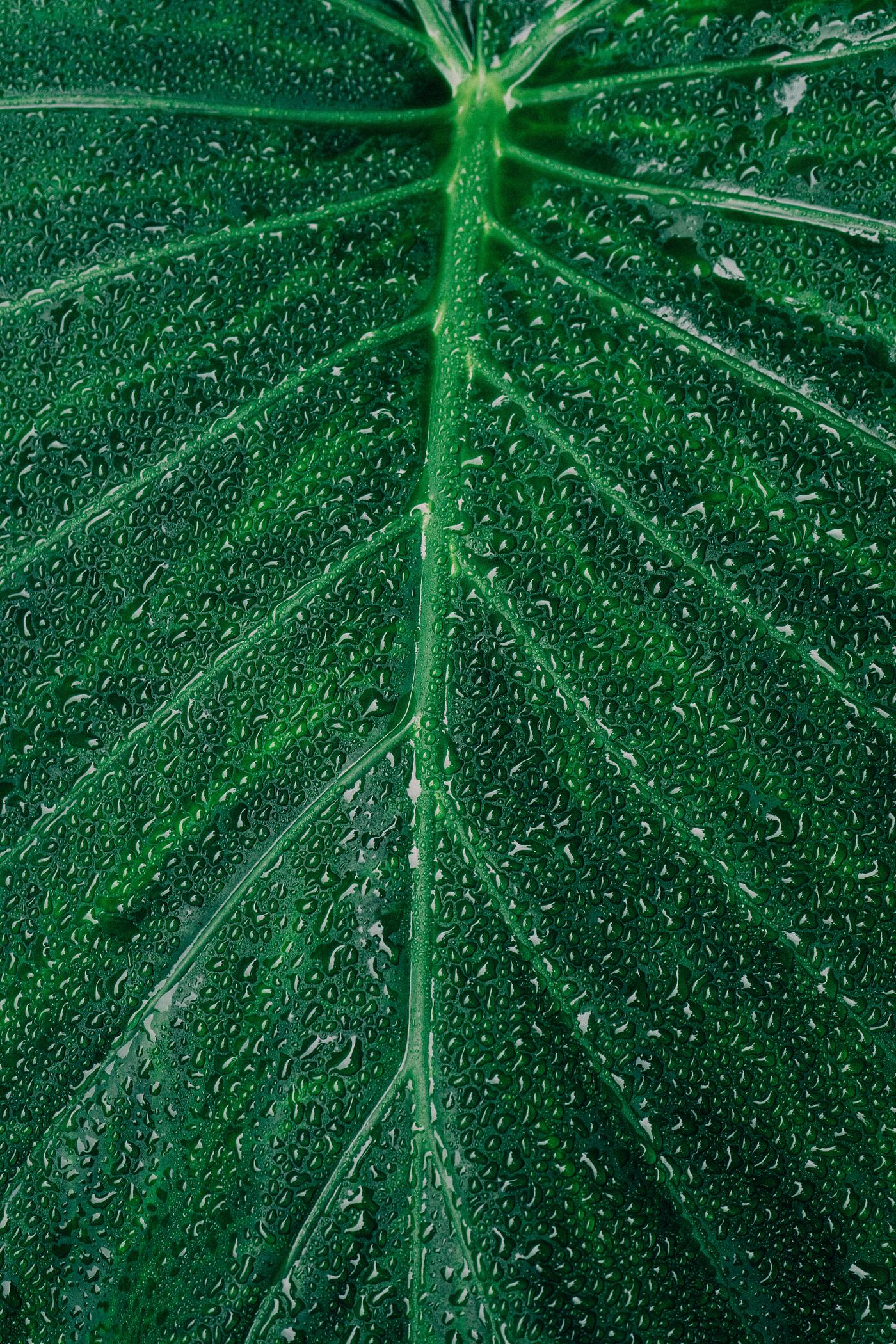 Close up on big green leaf Close up on big green leaf