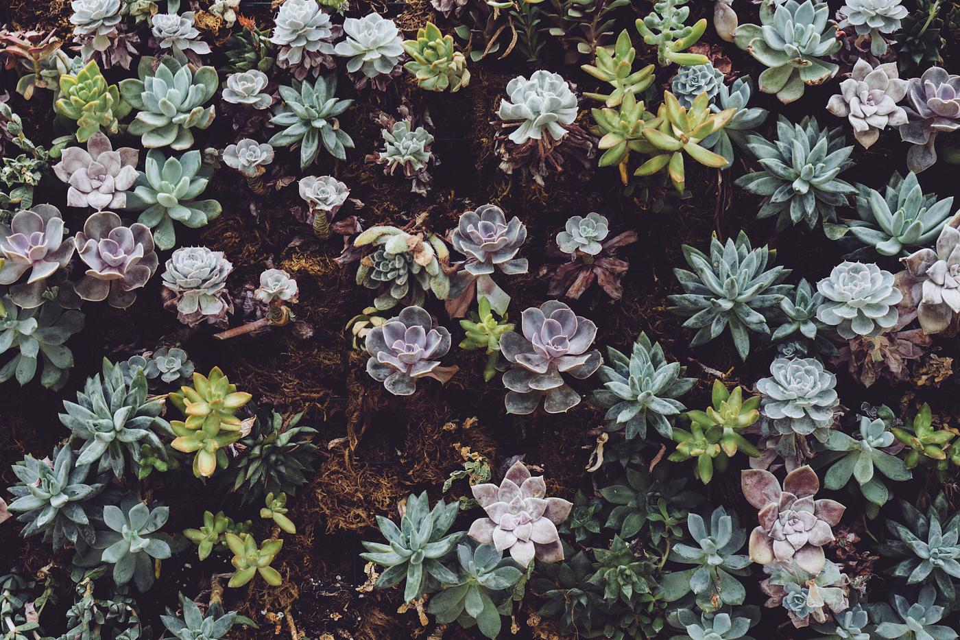 Succulents at Allan Gardens, Toronto, Canada Succulents at Allan Gardens, Toronto, Canada