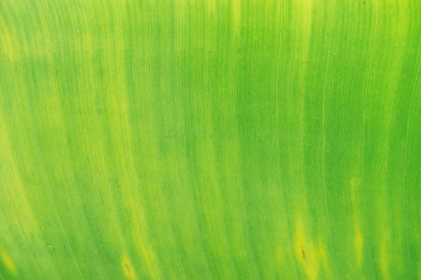 Close up on big green leaf Close up on big green leaf