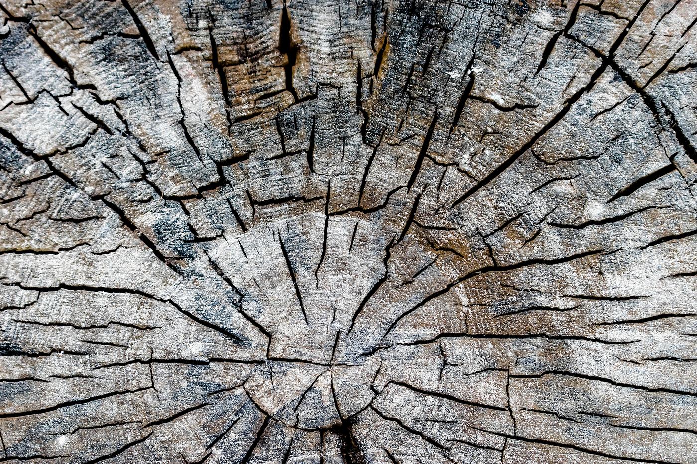 Close up of old and dried tree stump Close up of old and dried tree stump