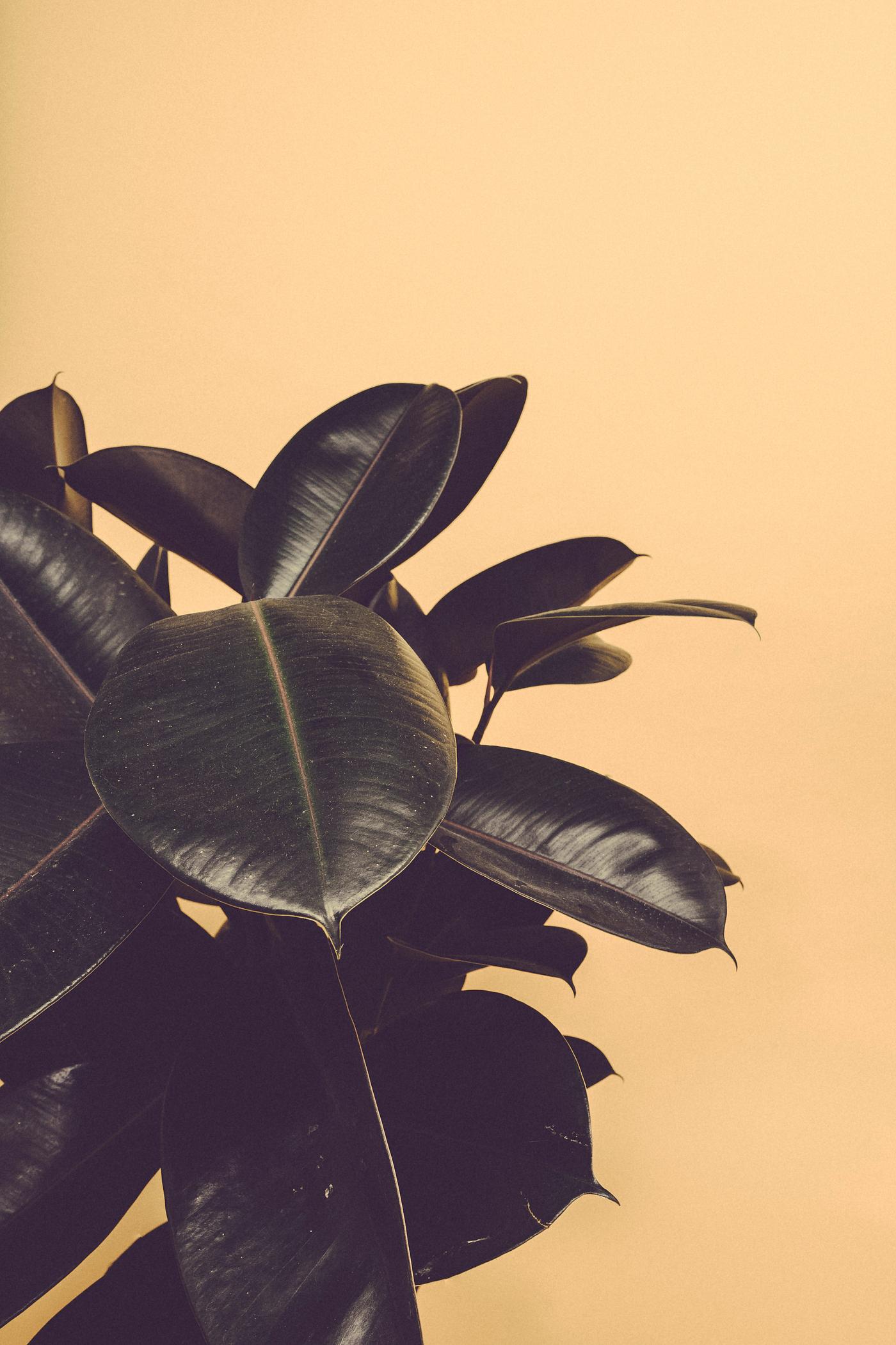 Close up of indoor Rubber Plant Close up of indoor Rubber Plant