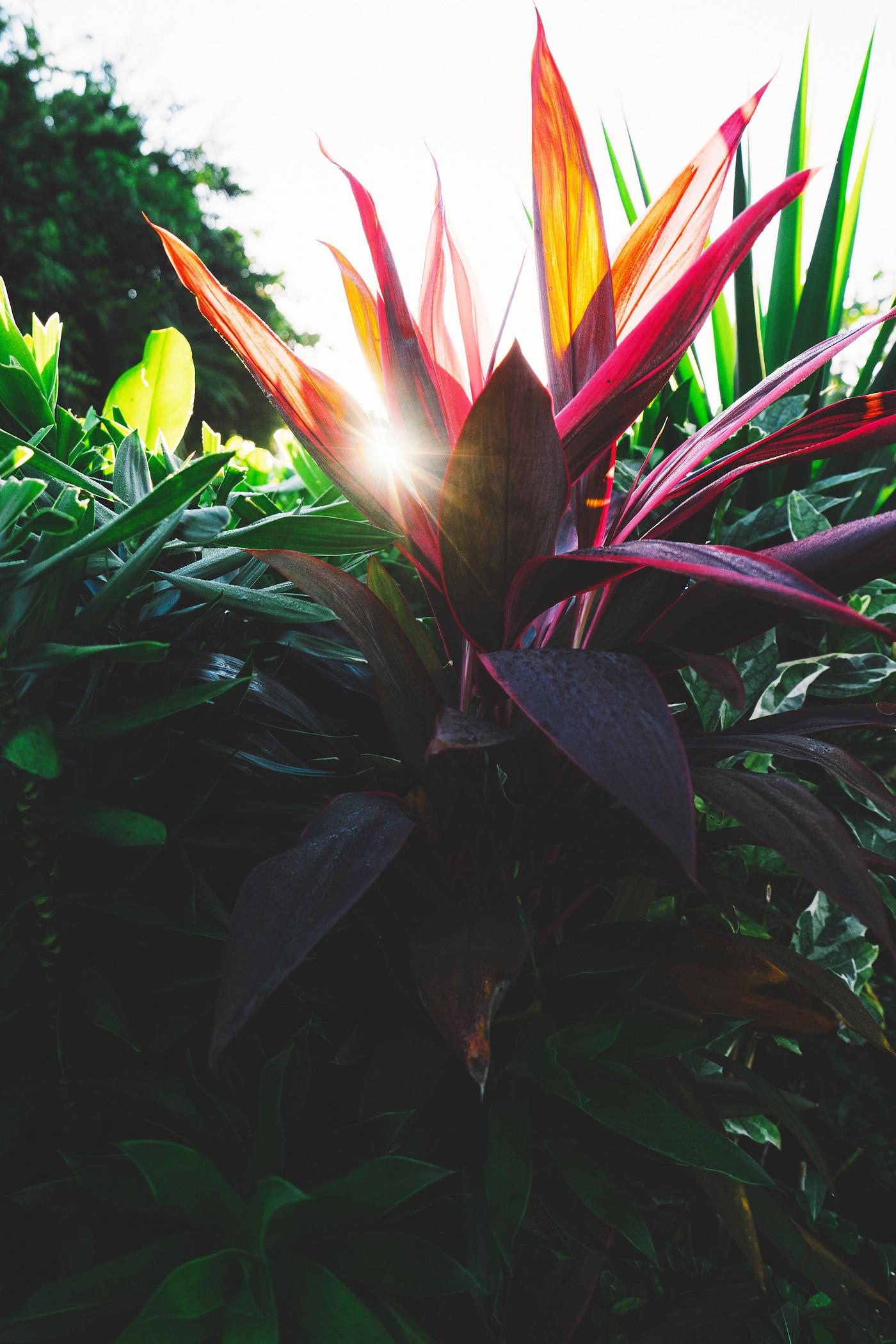 Tropical plants in summertime Tropical plants in summertime